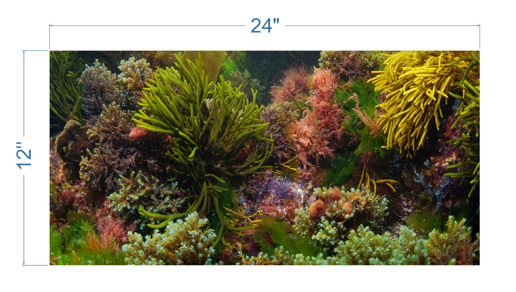 Aquarium Background Seaweeds Underwater - vinyl graphic adhesive AQ0054