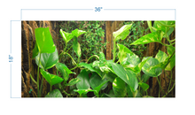 Load image into Gallery viewer, Terrarium Background Tropical Biotope - vinyl graphic adhesive TR0012
