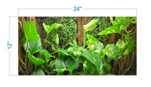 Terrarium Background Tropical Biotope - vinyl graphic adhesive TR0012