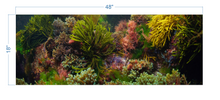 Load image into Gallery viewer, Aquarium Background Seaweeds Underwater - vinyl graphic adhesive AQ0054

