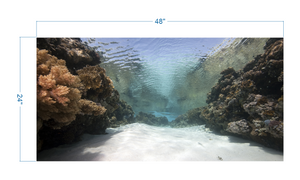 Aquarium Background Coral in the Ocean - vinyl graphic adhesive AQ0059
