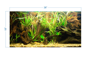 Tropical Aquarium Background - vinyl graphic adhesive AQ0057