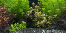 Load image into Gallery viewer, Aquarium Background Planted Aquarium Tropical 6 - vinyl graphic adhesive AQ0048
