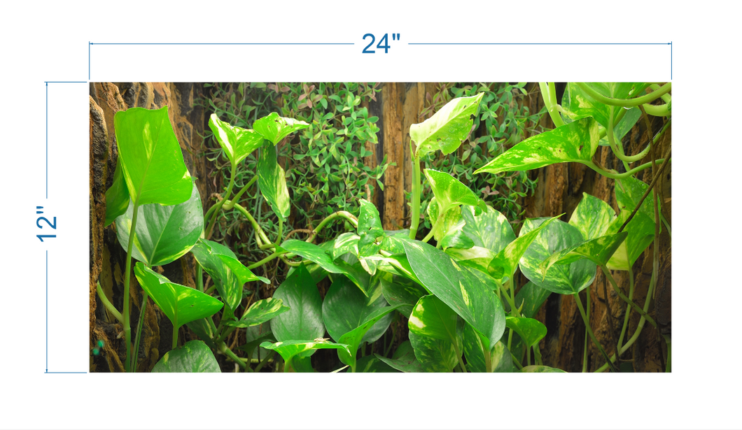Terrarium Background Tropical Biotope - vinyl graphic adhesive TR0012