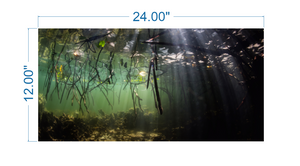 Aquarium Background Underwater Forest - vinyl graphic adhesive AQ0016